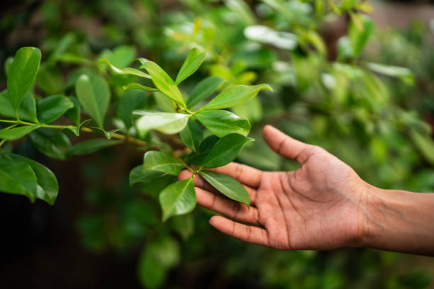 How Our Tree Care Process Works  in  Emerald Mountain, AL