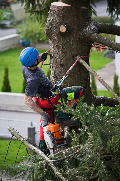 Best Leaf Removal  in Emerd Mountain, AL