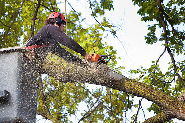 Best Tree Preservation Services  in Emerd Mountain, AL